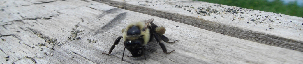 WhiteBark Innovations